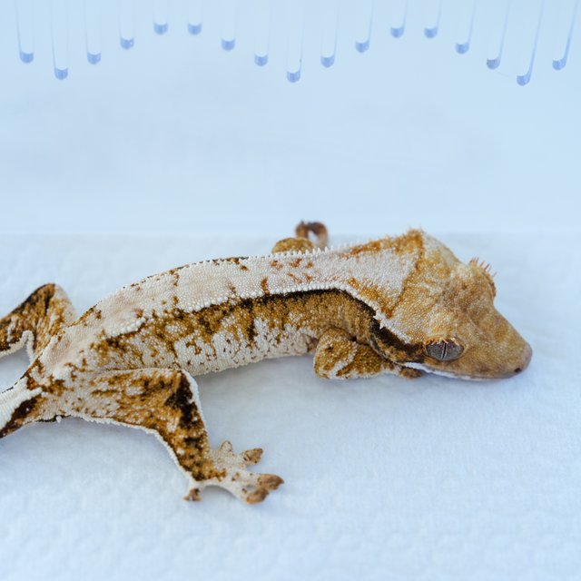 화이트 트라이 익스트림할리퀸