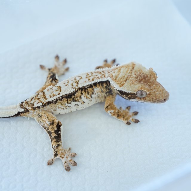 드리피 화이트스팟