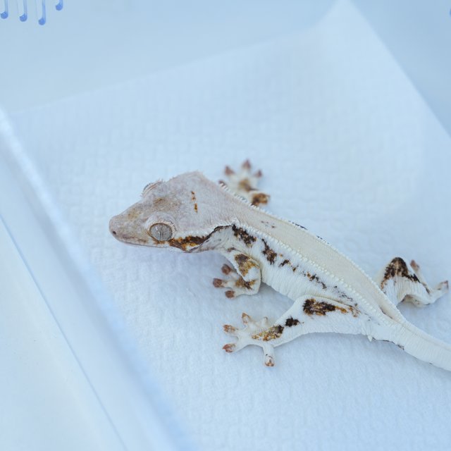 릴리100%헷아잔틱