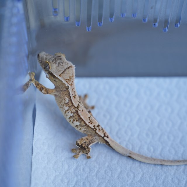 화이트 크림시클 옐로우