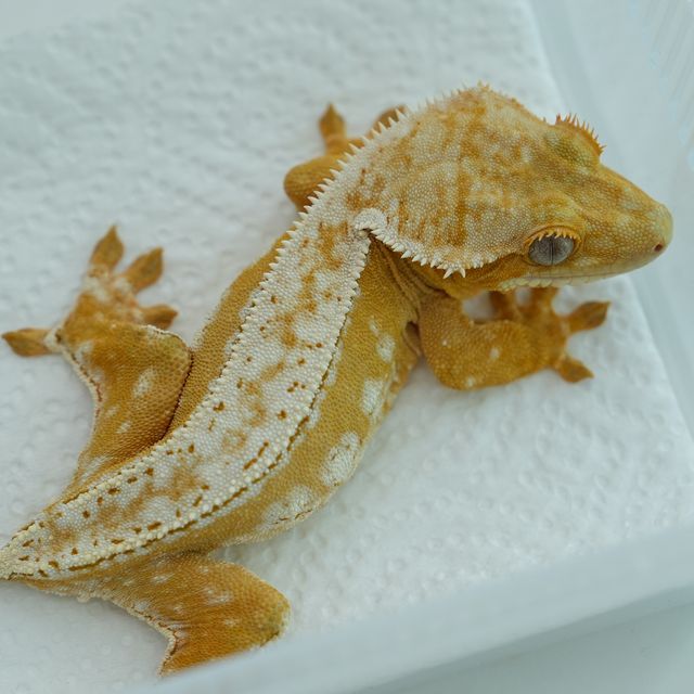 화이트핀 옐로우