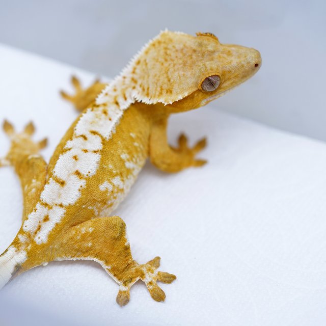 화이트스팟 크림시클 옐로우