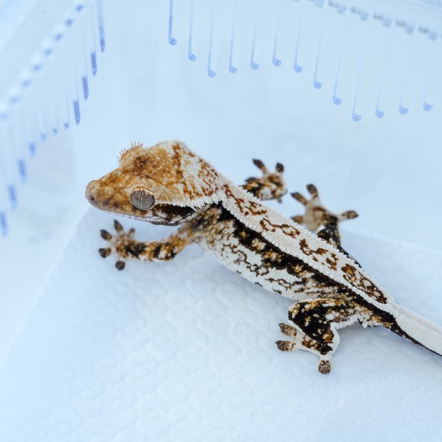 화이트핀 트라이