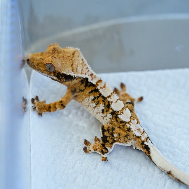 트라이 익스트림할리퀸