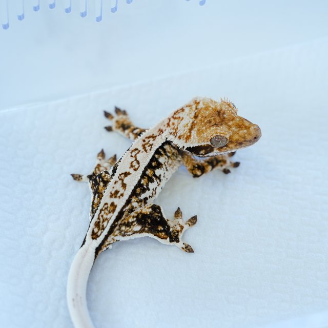 화이트핀 트라이