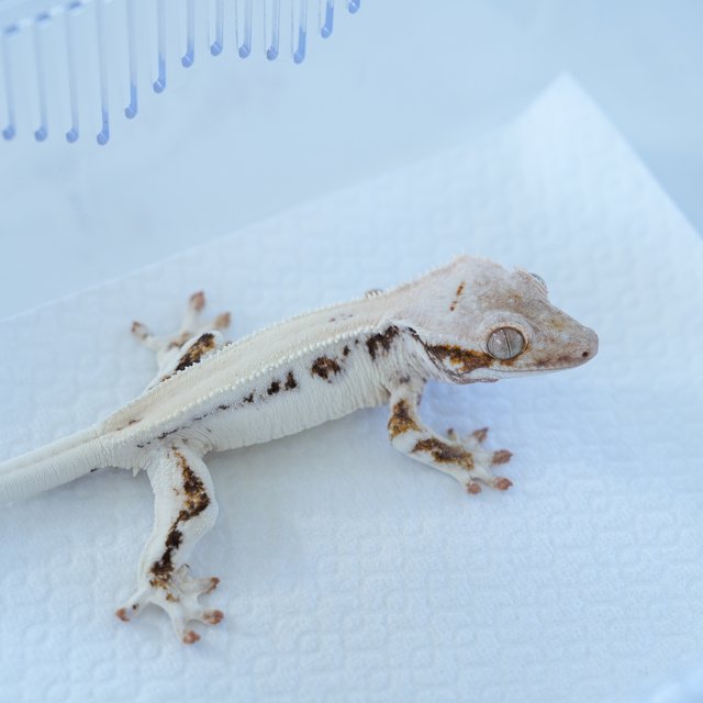 릴리100%헷아잔틱