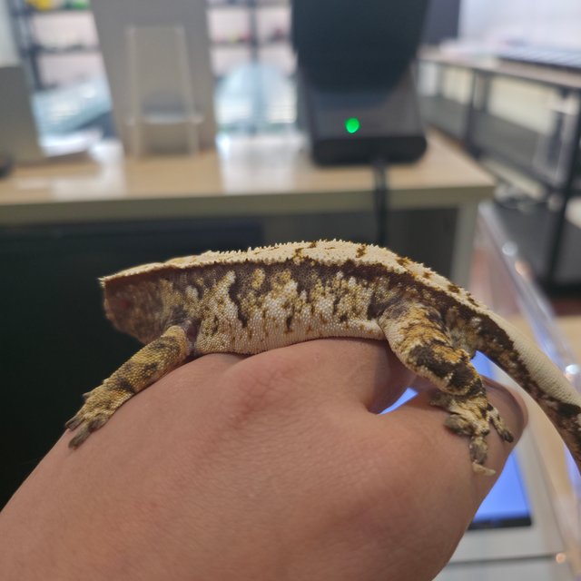 트라이 익스트림할리퀸