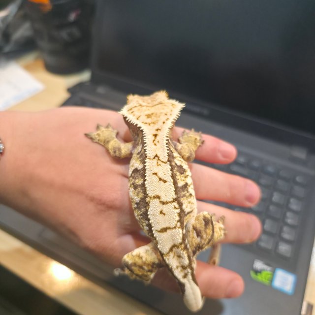 트라이 익스트림할리퀸