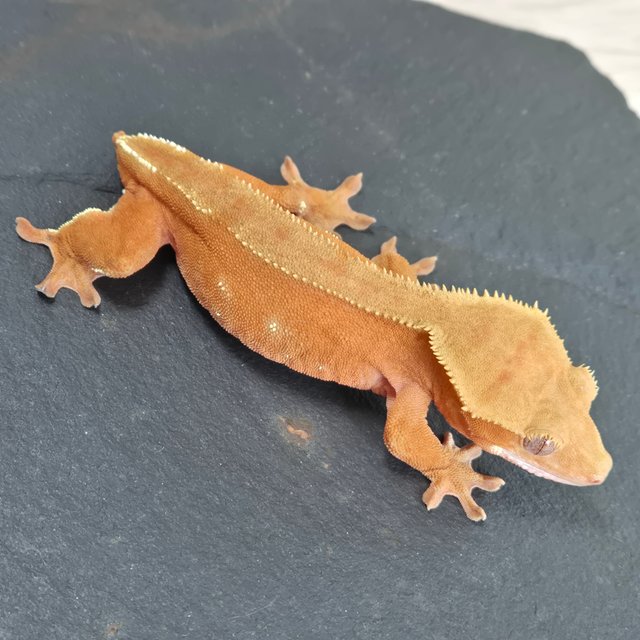 바이 레드 팬텀