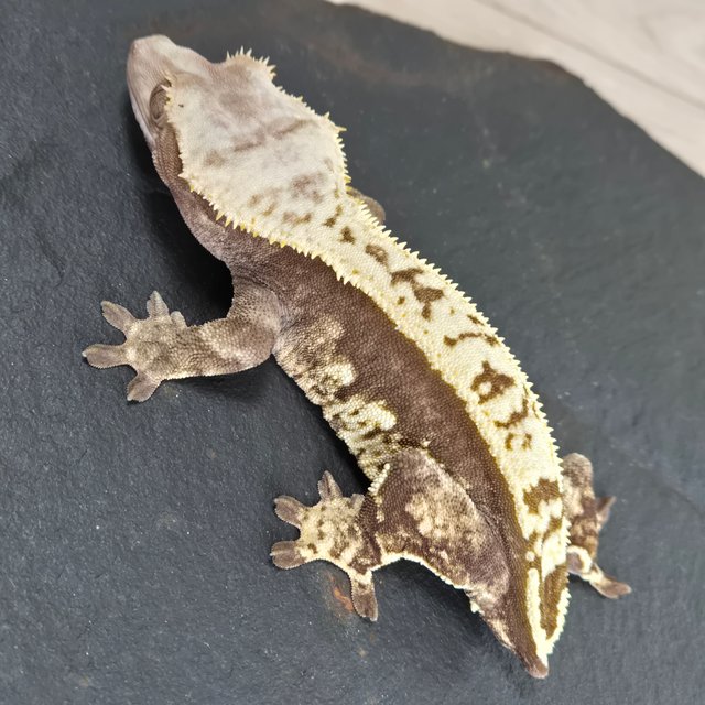 노멀 쿼드 할리퀸