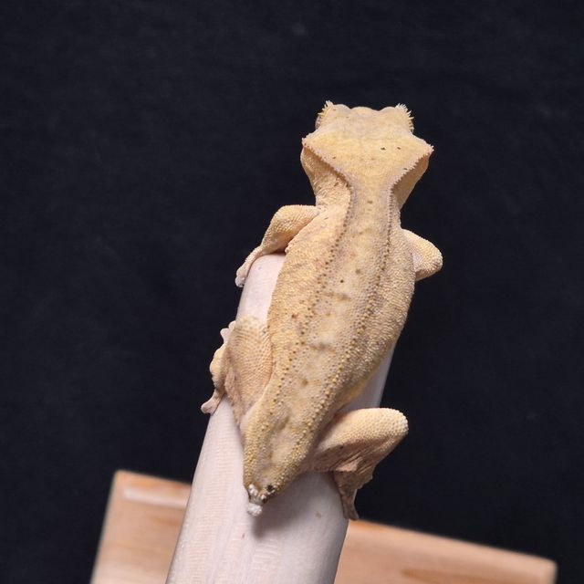 노멀 팬텀 벅스킨 옐로우
