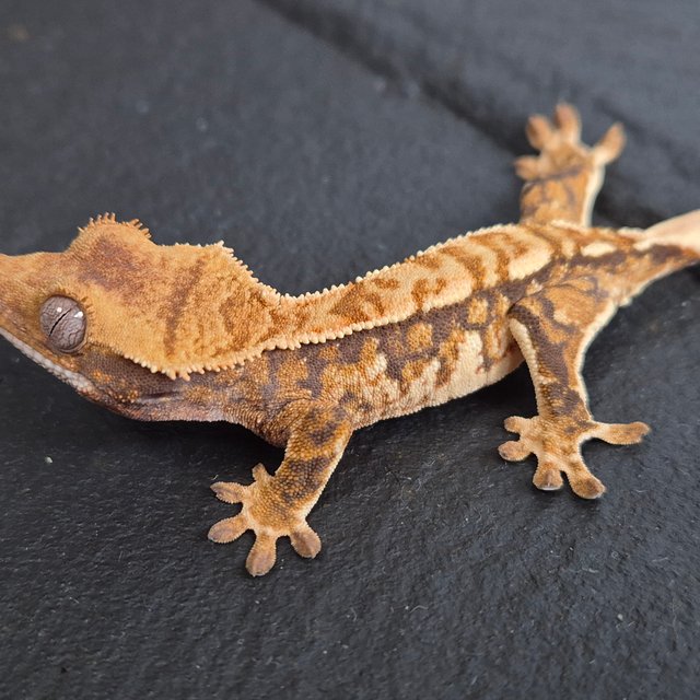 트라이 익스트림할리퀸