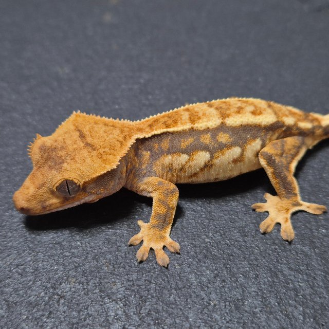 노멀 트라이 익스트림할리퀸