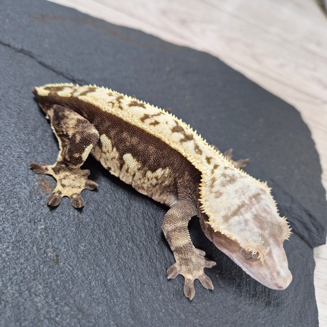 노멀 쿼드 할리퀸