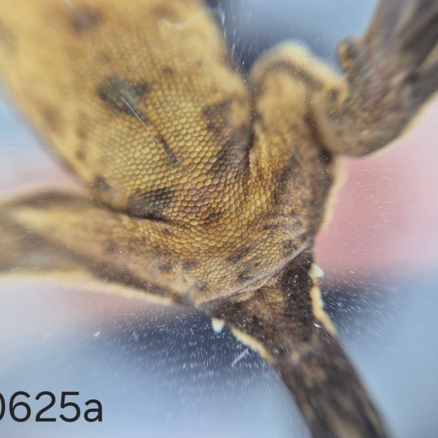 노멀 트라이 익스트림할리퀸