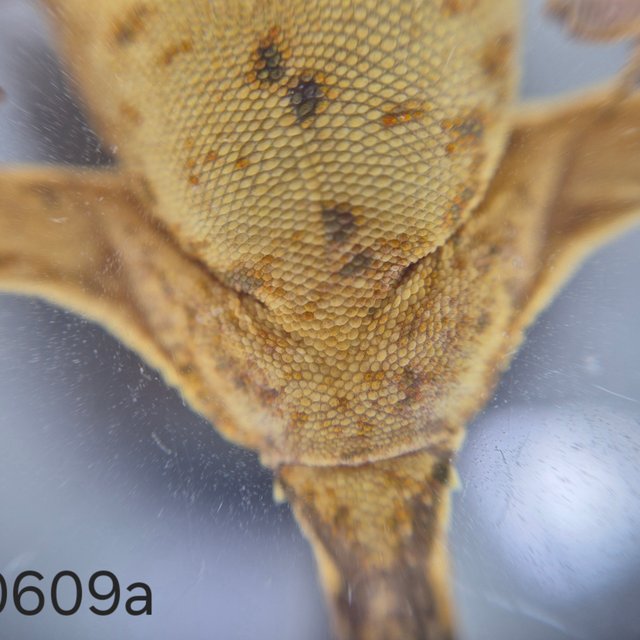 노멀 트라이 익스트림할리퀸