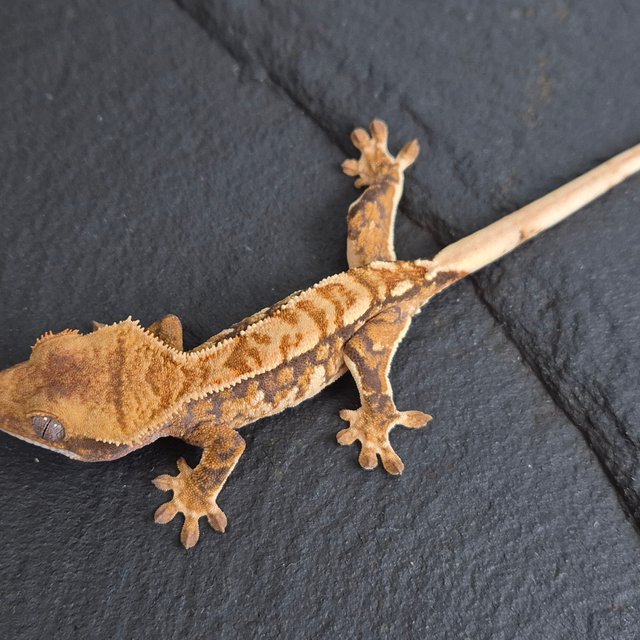 트라이 익스트림할리퀸