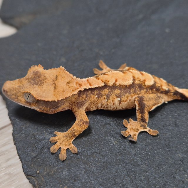 노멀 트라이 익스트림할리퀸