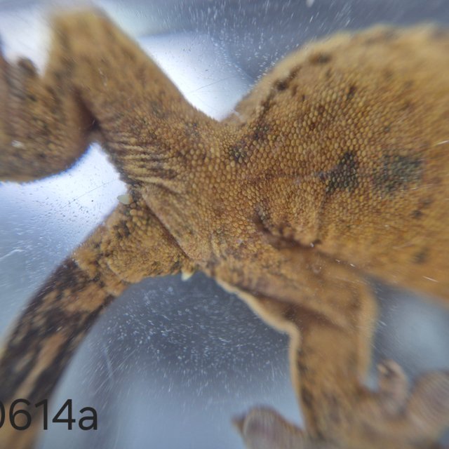 노멀 트라이 익스트림할리퀸