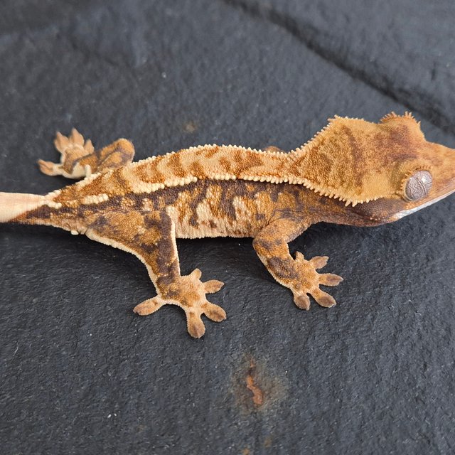 트라이 익스트림할리퀸