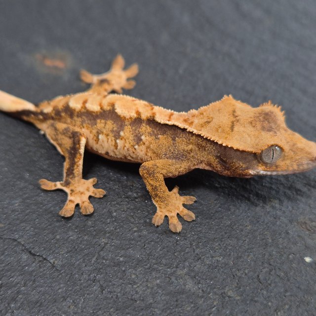 노멀 트라이 익스트림할리퀸