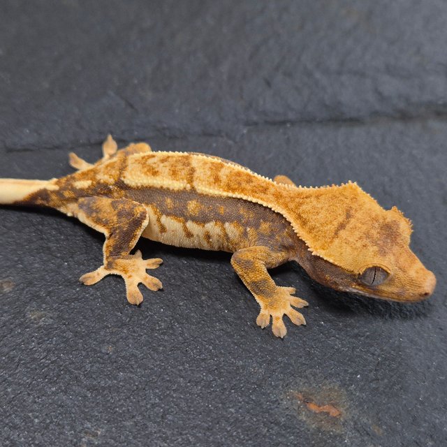 노멀 트라이 익스트림할리퀸