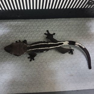 아잔틱 풀핀