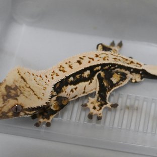 노멀 트라이 쿼드 풀핀 핀스트라이프 다크