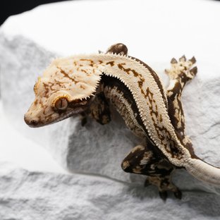 슈퍼스트라이프 노멀 쿼드 풀핀 블랙 화이트