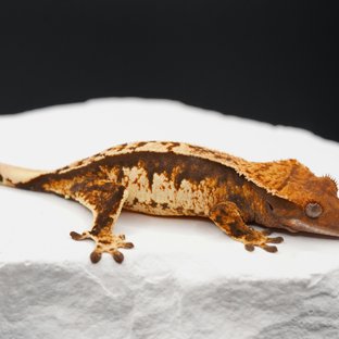 트라이 익스트림할리퀸 쿼드 다크 블랙