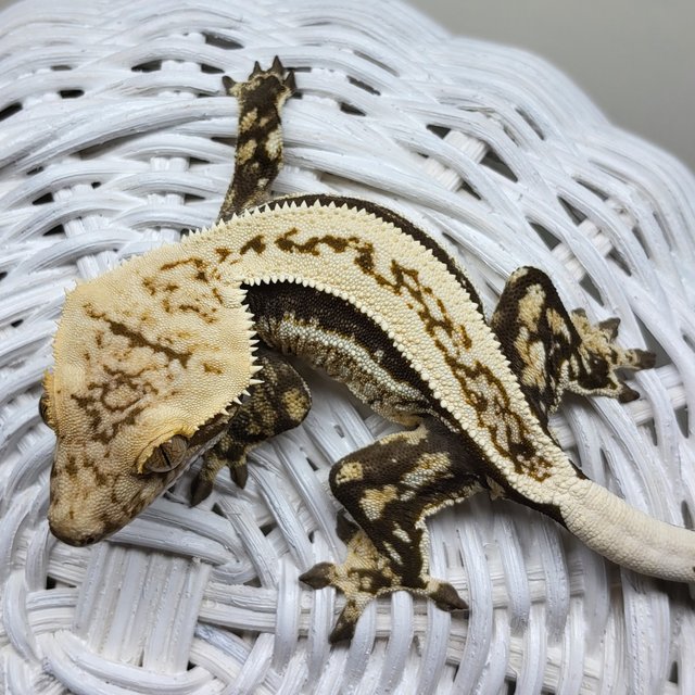 슈퍼스트라이프 노멀 쿼드 풀핀 블랙 화이트