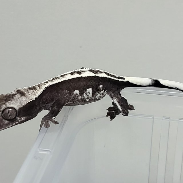 아잔틱 풀핀 핀스트라이프 화이트크라운 화이트핀 다크