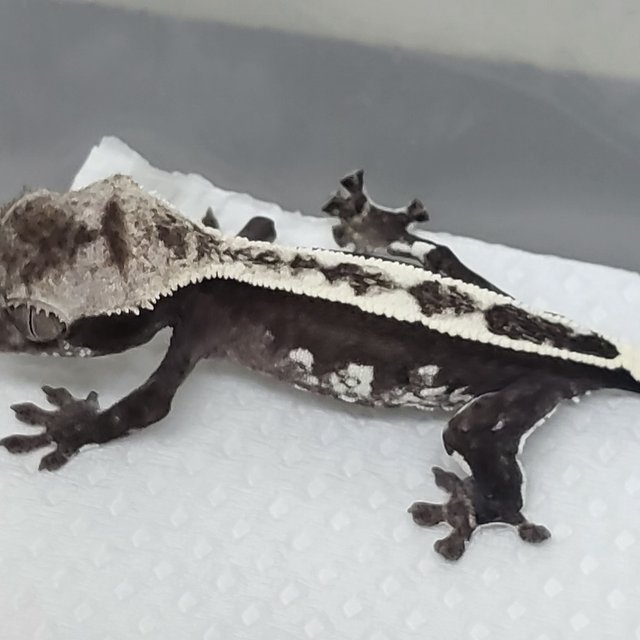 아잔틱 풀핀 핀스트라이프 화이트크라운 화이트핀 다크