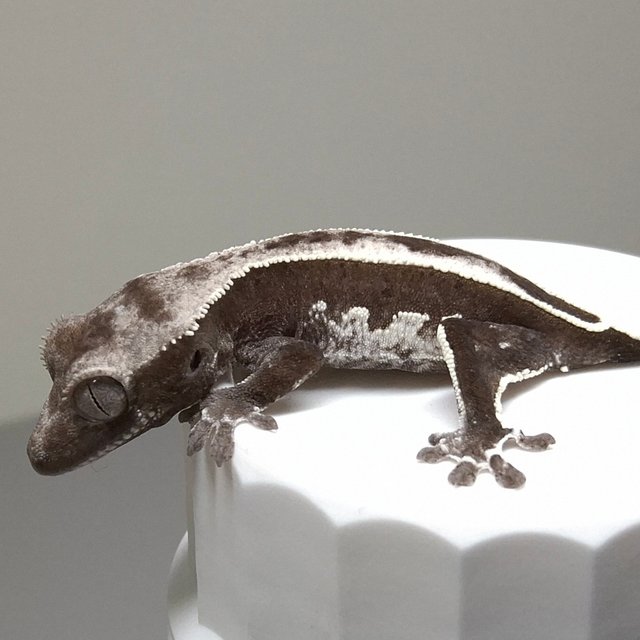 아잔틱 엠티백 쿼드 핀스트라이프 화이트핀 다크