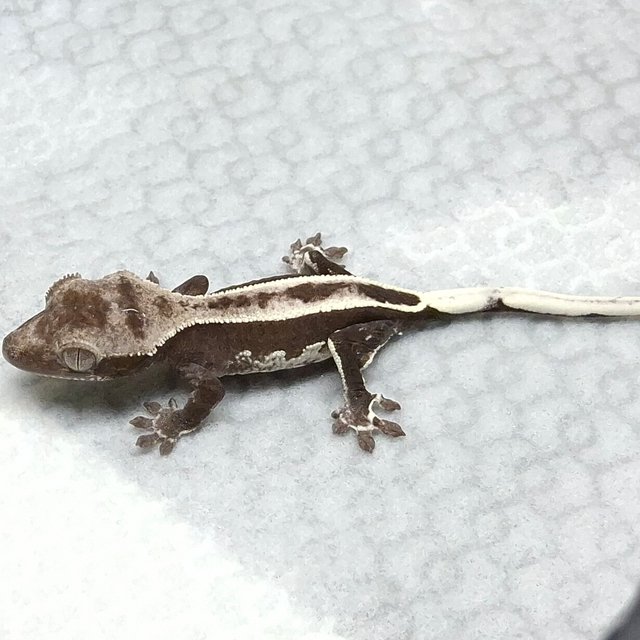 아잔틱 엠티백 쿼드 핀스트라이프 화이트핀 다크