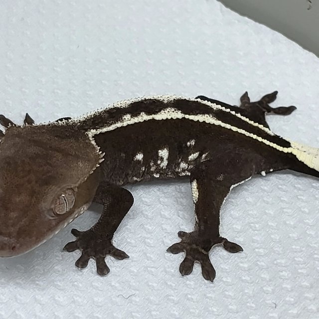 아잔틱 풀핀 핀스트라이프 화이트크라운 화이트핀 다크