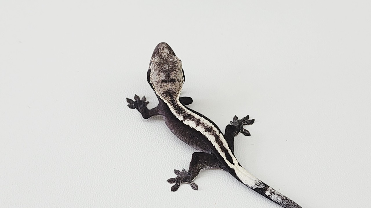 콩콩크레
