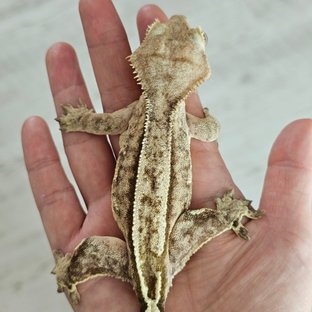 노멀 핀스트라이프