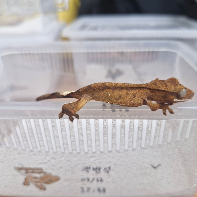 카푸치노 팬텀 화이트스팟