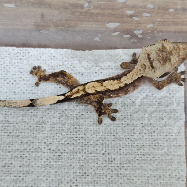 노멀 할리퀸 화이트스팟