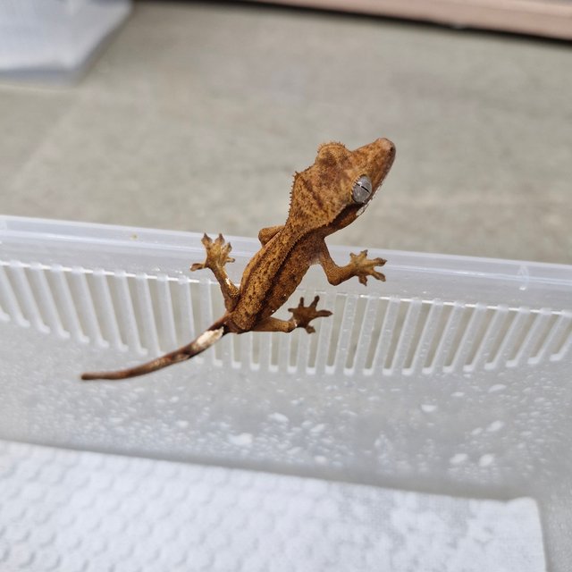 카푸치노 팬텀 화이트스팟