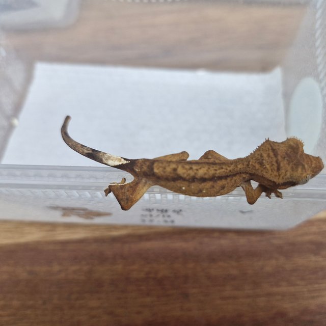 카푸치노 팬텀 화이트스팟