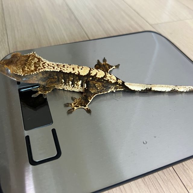 할리퀸