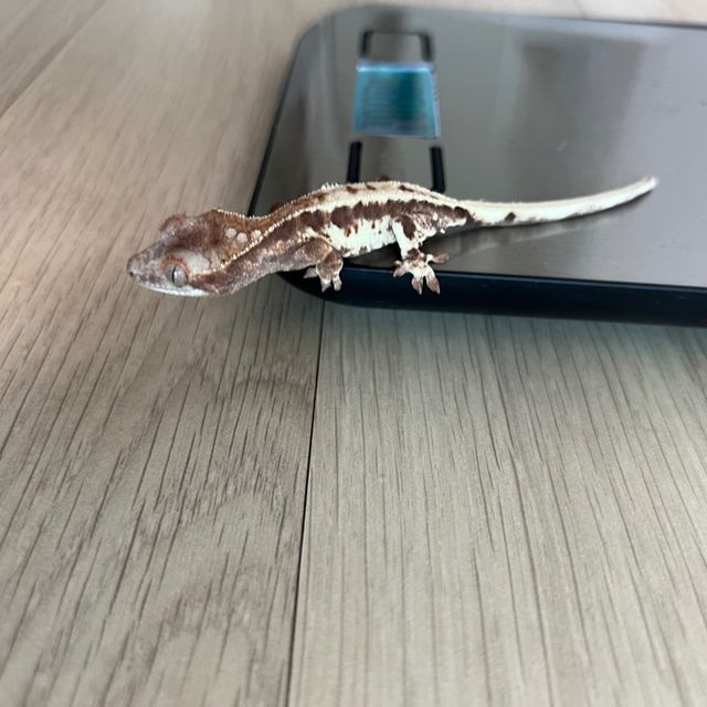 프라푸치노
