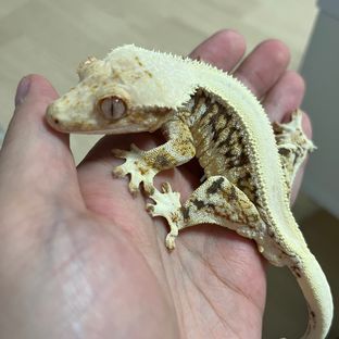 체다