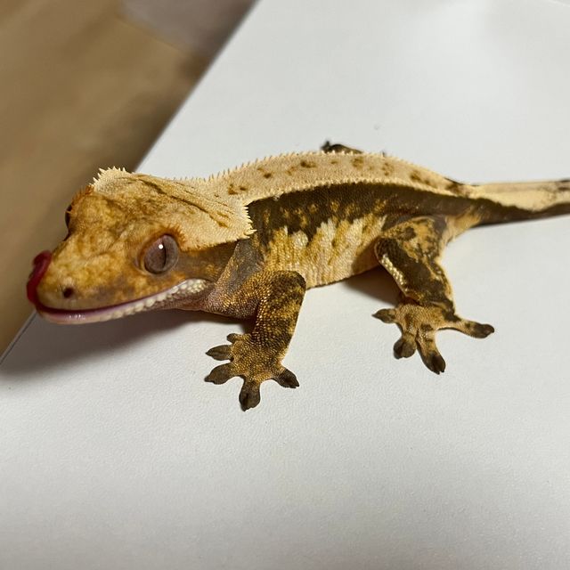 익스트림할리퀸 트라이 핀스트라이프
