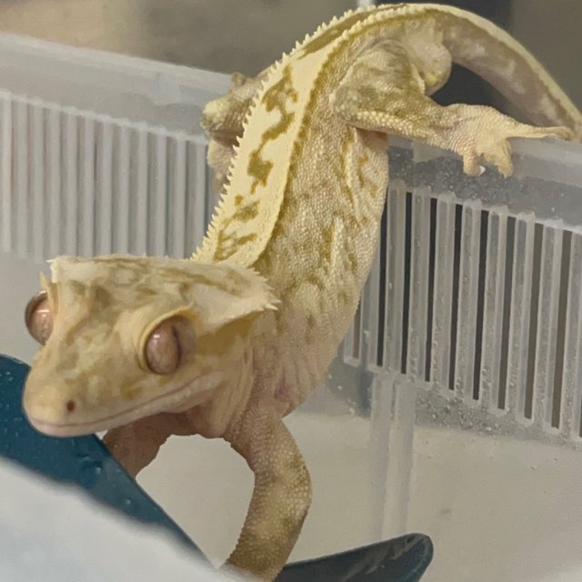 쿼드 풀핀 크림 노멀