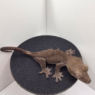 아잔틱