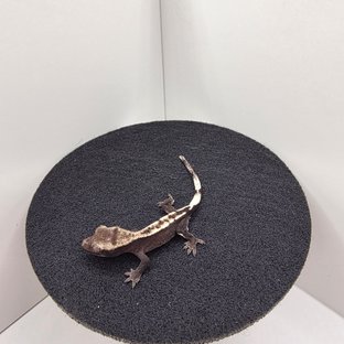 아잔틱