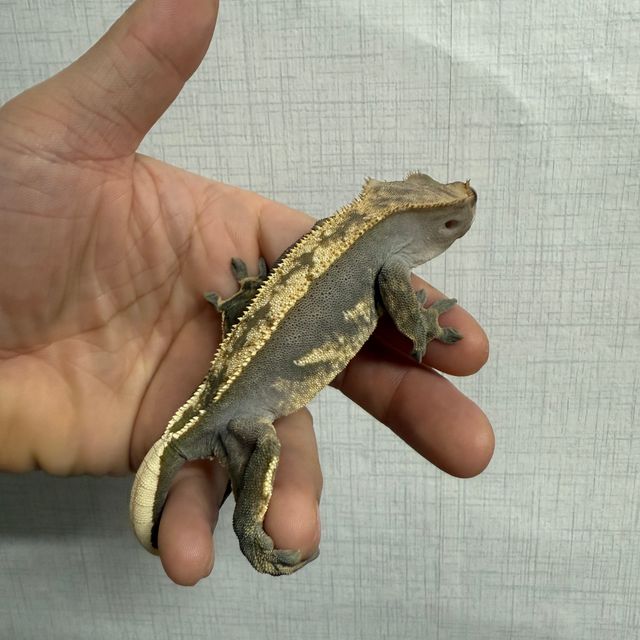 100%헷아잔틱